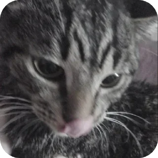 Telegram sticker 🐱 Больше стиков тут: @stikery4