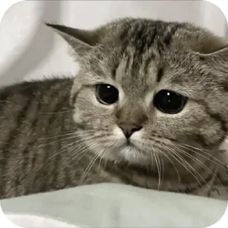 Telegram sticker 🐱 Больше стиков тут: @stikery4