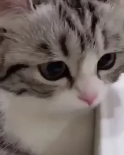 Video sticker 🥺 Больше стиков тут: @stikery4
