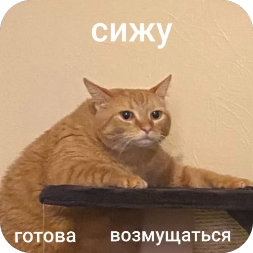 Telegram stiker 🫥 Гыг