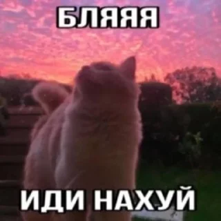 Telegram sticker 🐈 Макс Крит Легенда