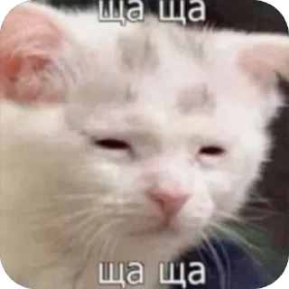 Video sticker 🫠 IDK