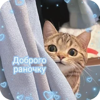 Video sticker 👋 IDK