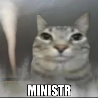 Video sticker 🧐 Cat
