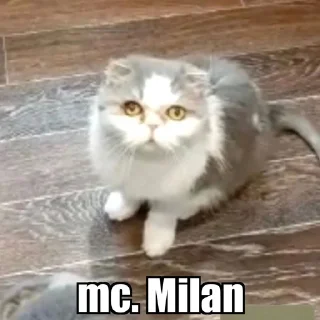 Telegram sticker 🥵 Cat