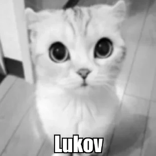 Video sticker 🫣 Cat
