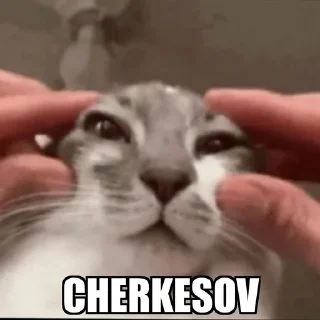 Video sticker 🤨 Cat