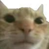 Sticker 😼 @vivironne @SozdaiStickeriBot