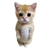 Sticker 🐱 @vivironne @SozdaiStickeriBot