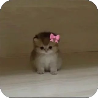 Telegram sticker 🎀 لها