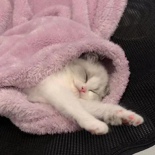 Telegram stiker 🐈 Rapunzel 🌷🌷