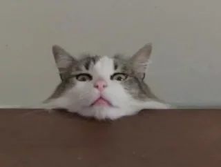 Telegram sticker 😂 - @aaaaak