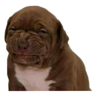 Телеграм стикер 🤢 Gt :: @fStikBot