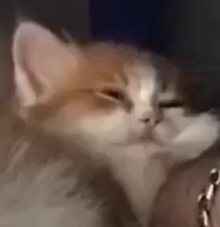 Telegram sticker 💤 Ааблять :: @fStikBot)