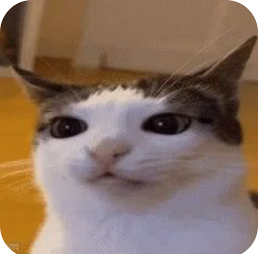 Telegram sticker 🐱 बागड़ बिल्ला ࿗