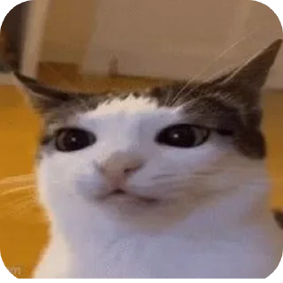 Telegram sticker 🐱 बागड़ बिल्ला ࿗