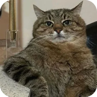Video sticker 🐱 बागड़ बिल्ला ࿗