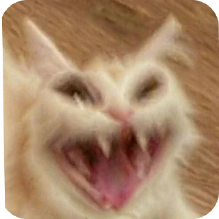 Video sticker 🐱 बागड़ बिल्ला ࿗