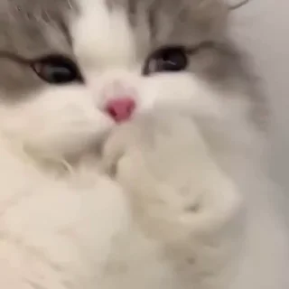 Video sticker 🥺 KASSIA :: @fStikBot