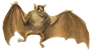 Telegram sticker 🦇 vintage postcard