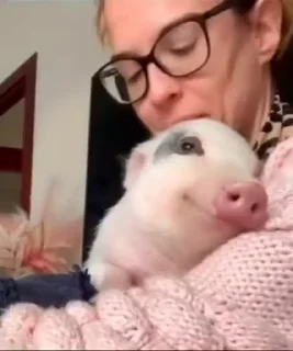 Телеграм стикер 🐷 Хохли :: @fStikBot