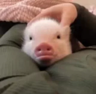 Телеграм стикер 🐷 Хохли :: @fStikBot