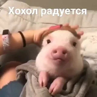 Телеграм стикер 🐷 Хохли :: @fStikBot
