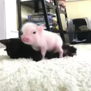 Телеграм стикер 🐷 Хохли :: @fStikBot