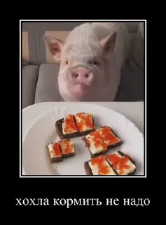 Телеграм стикер 🐷 Хохли :: @fStikBot