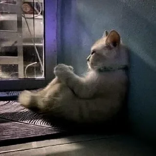 Телеграм стикер 🎎 نه٫،؛