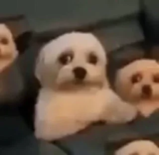 Телеграм стикер 🎎 نه٫،؛