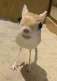 Telegram sticker 🧸 𝑖𝑠𝑎𝑏𝑒𝑙𝑙𝑒 𝑖𝑠 𝑘𝑎𝑢 @rojifne