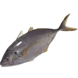 Video sticker 🐟 Больше стиков тут: @stikery4