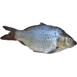 Video sticker 🐠 Больше стиков тут: @stikery4