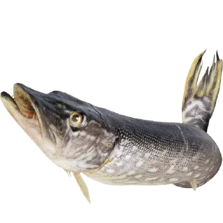 Telegram stiker 🦈 Больше стиков тут: @stikery4