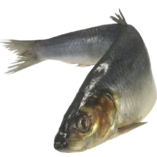 Telegram stiker 🐬 Больше стиков тут: @stikery4