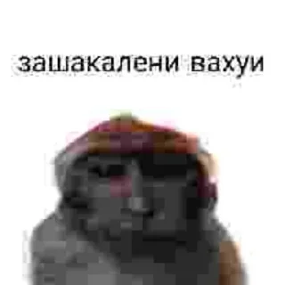 Video sticker 🙊 Больше стиков тут: @stikery4