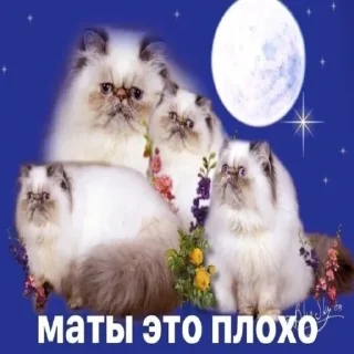 Телеграм стикер 🤬 ого