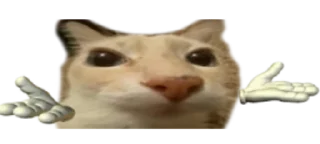 Video sticker 🤷 Bez Stickers II