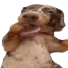 Video sticker 😉 собачки