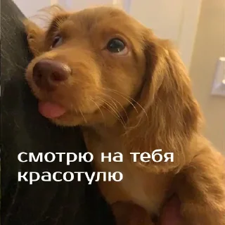 Sticker ❤️ Моя_изба :: @fStikBot