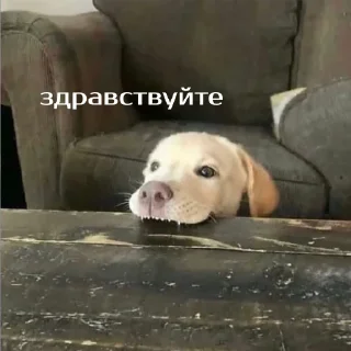 Video sticker 👋 Моя_изба :: @fStikBot