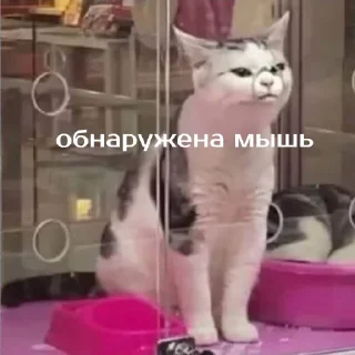 Video sticker 😒 Моя_изба :: @fStikBot