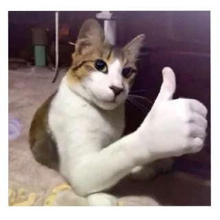 Telegram sticker 🐱 хохмаh