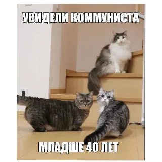 Telegram sticker 🐱 Комару @SilaBibizan