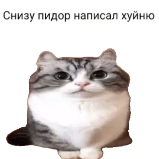 Video sticker 🤬 Комару @SilaBibizan