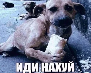 Video sticker 🌟 чюпеп