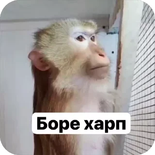 Video sticker 🐵 Soniclol09🗿🔥