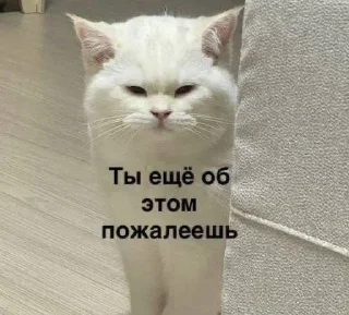 Telegram sticker 🌟 catari :: @fStikBot