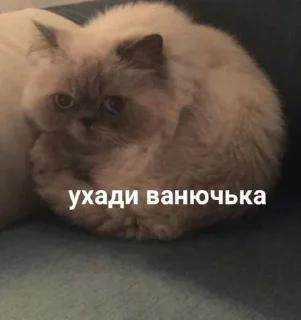 Video sticker 🌟 catari :: @fStikBot